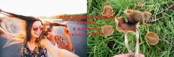 сатива Аркадак
