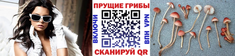 Псилоцибиновые грибы Psilocybine cubensis Харабали
